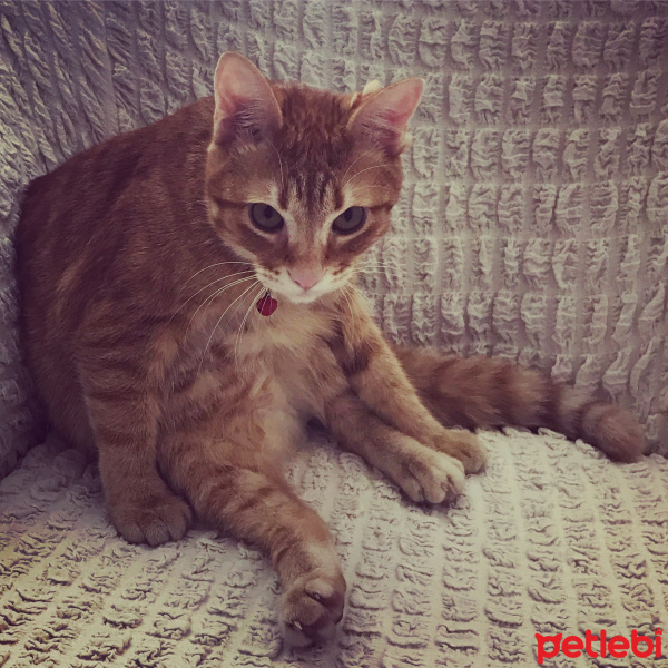 Tekir Kedi, Kedi  Leo fotoğrafı