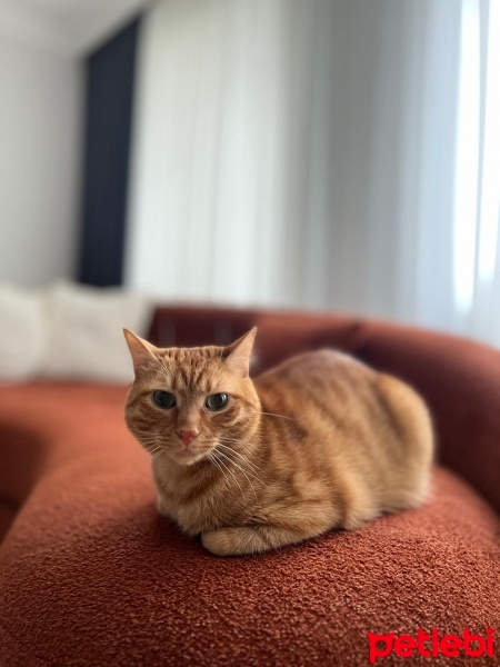 Sarman, Kedi  Sam fotoğrafı