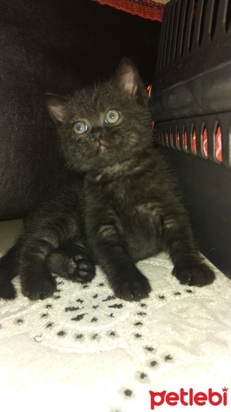 British Shorthair, Kedi  Gece fotoğrafı