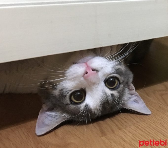 Tekir Kedi, Kedi  Düğme fotoğrafı