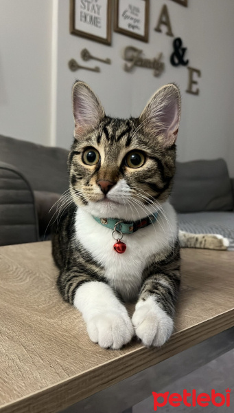 Tekir Kedi, Kedi  Fındık fotoğrafı