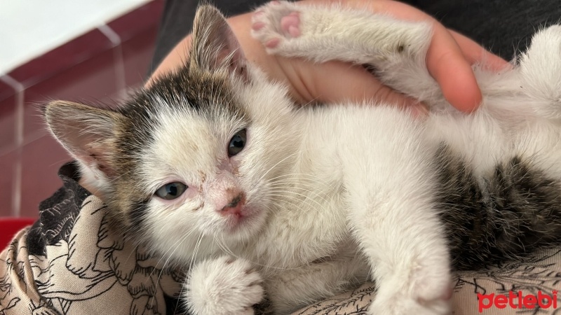 Tekir Kedi, Kedi  Tekir fotoğrafı
