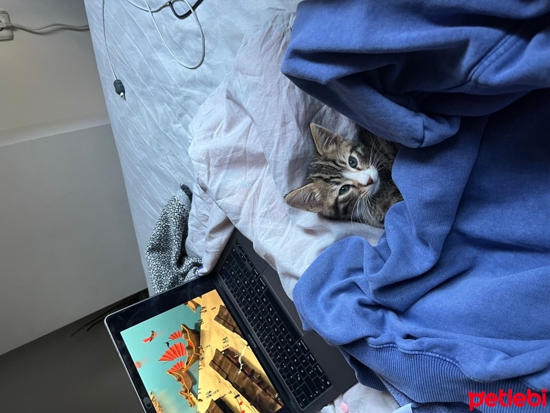 Tekir Kedi, Kedi  Kiwi fotoğrafı