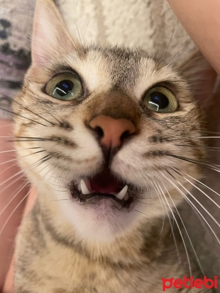 Tekir Kedi, Kedi  Muku fotoğrafı