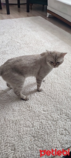 British Longhair, Kedi  Sütlaç fotoğrafı