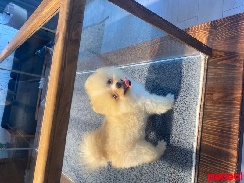 Pomeranyalı, Köpek  BOBİ fotoğrafı