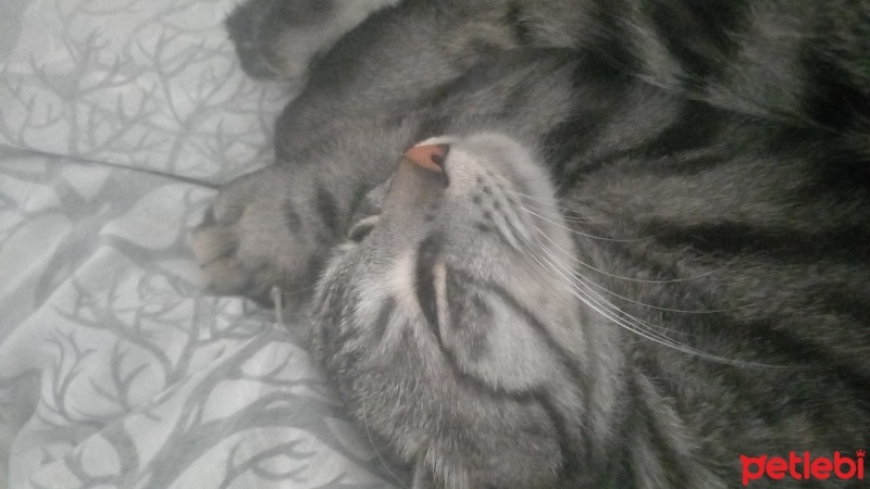 Tekir Kedi, Kedi  Ares fotoğrafı