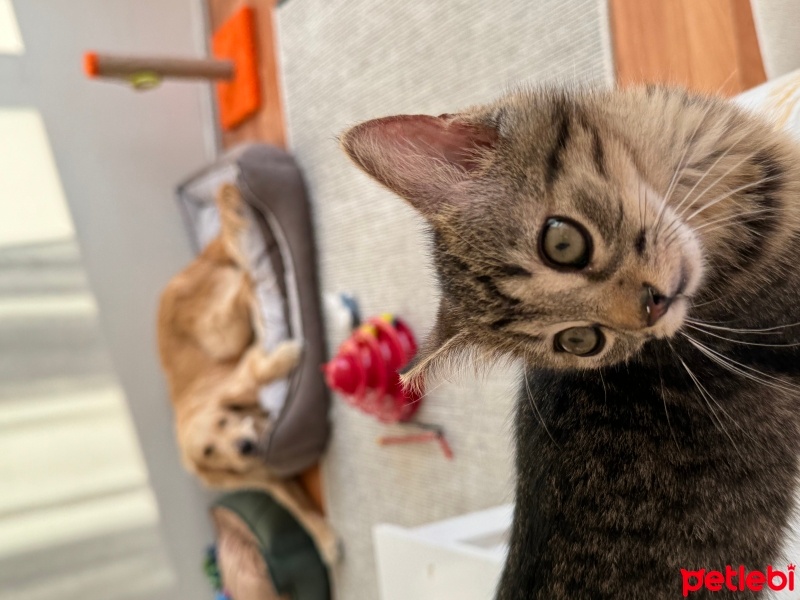 Tekir Kedi, Kedi  ELSA fotoğrafı