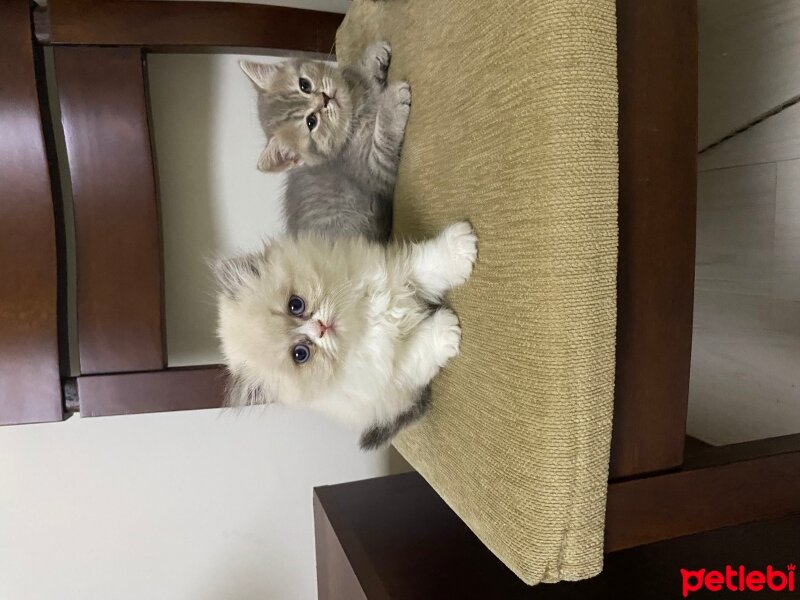 British Longhair, Kedi  Pişmaniye fotoğrafı