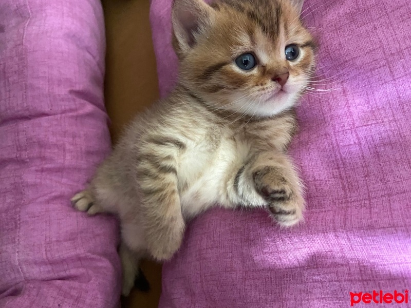 British Shorthair, Kedi  durmuş fotoğrafı