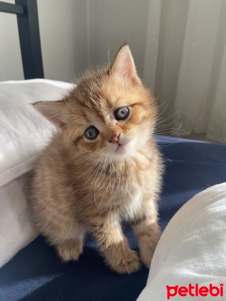 British Shorthair, Kedi  durmuş fotoğrafı
