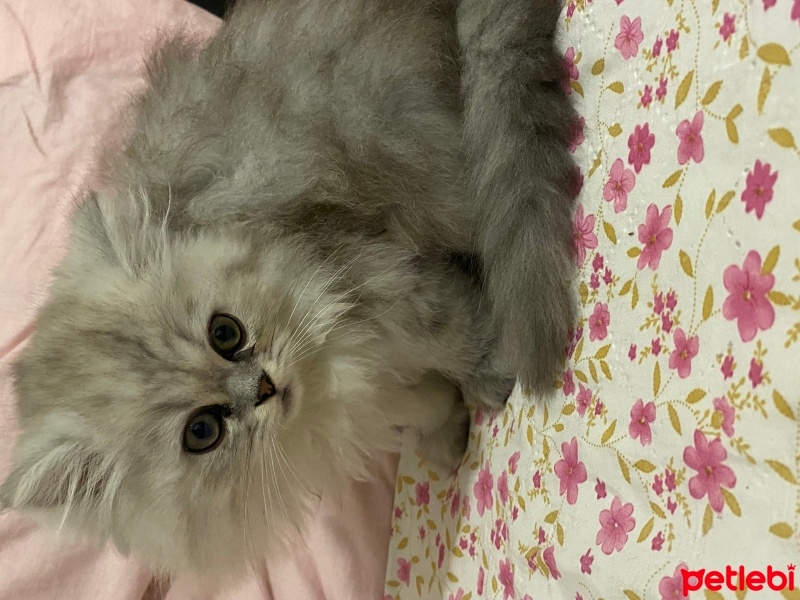 British Longhair, Kedi  Pamuk fotoğrafı