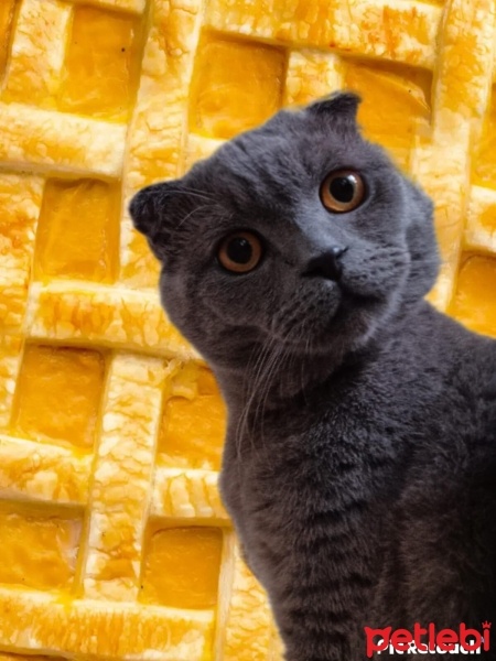 Scottish Fold, Kedi  Pıt pıt fotoğrafı