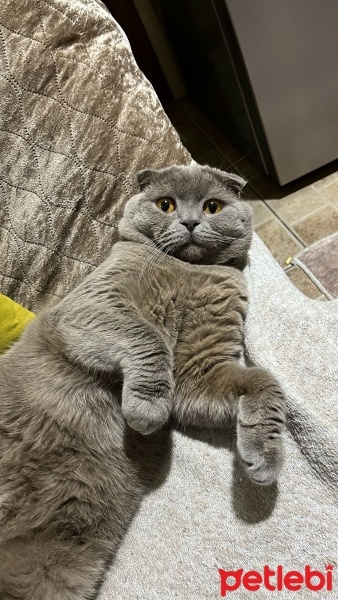 Scottish Fold, Kedi  Pıt pıt fotoğrafı