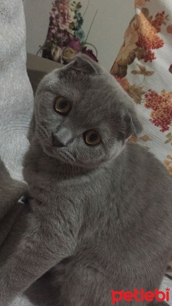 Scottish Fold, Kedi  Pıt pıt fotoğrafı
