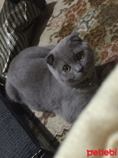 Scottish Fold, Kedi  Pıt pıt fotoğrafı