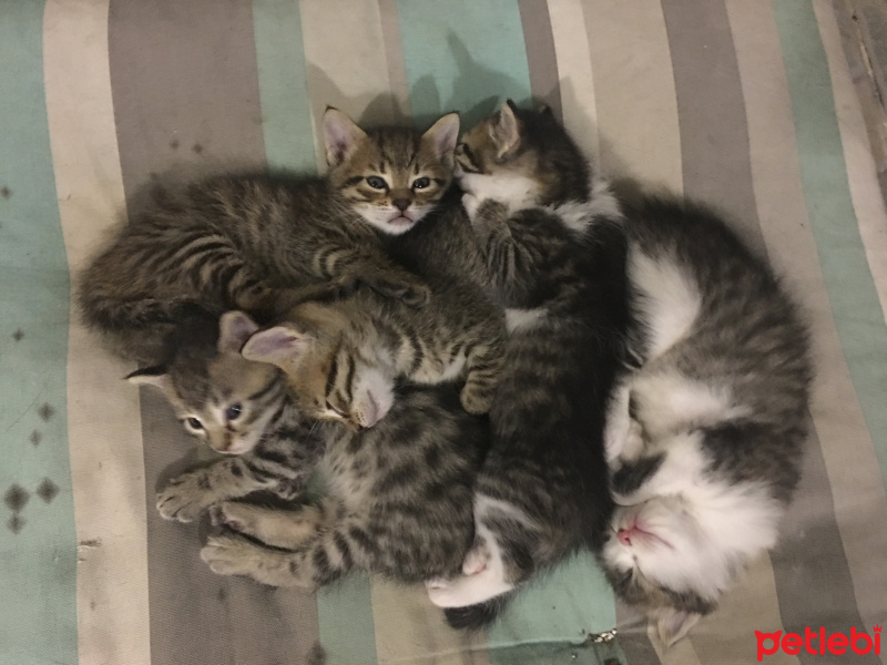 Tekir Kedi, Kedi  Tekir Kardeşler fotoğrafı