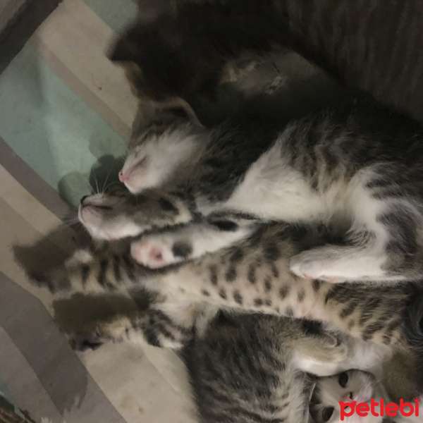 Tekir Kedi, Kedi  Tekir Kardeşler fotoğrafı