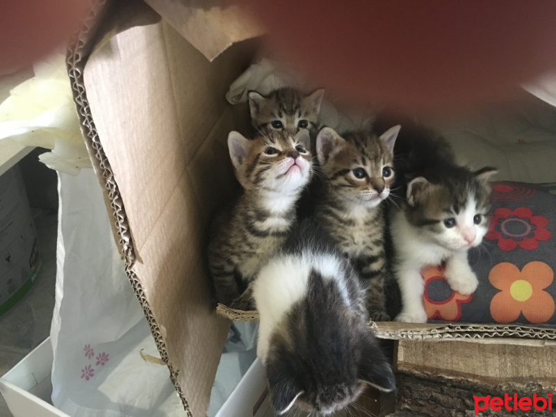 Tekir Kedi, Kedi  Tekir Kardeşler fotoğrafı