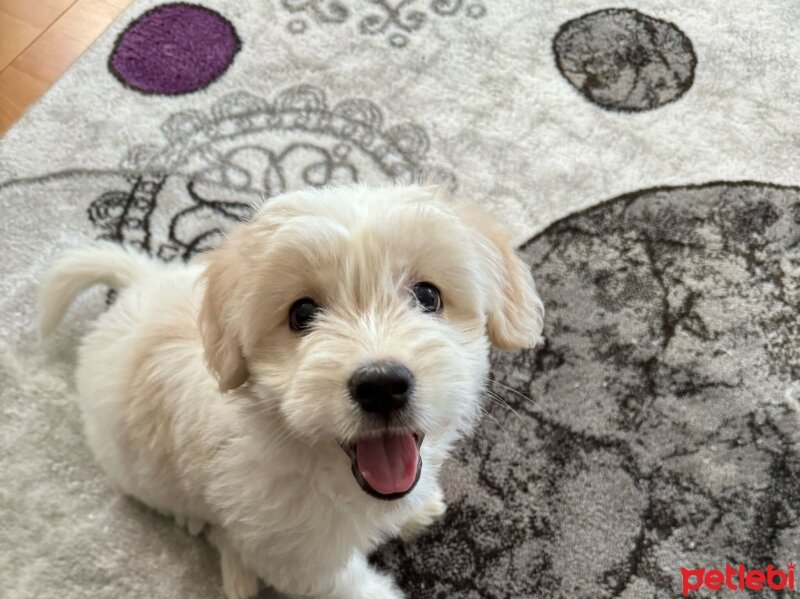 Maltese, Köpek  Taffy fotoğrafı