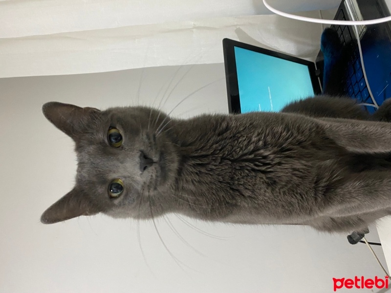 Mavi Rus, Kedi  DUMAN fotoğrafı
