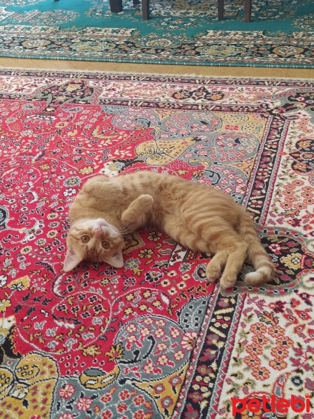 Sarman, Kedi  Ares fotoğrafı