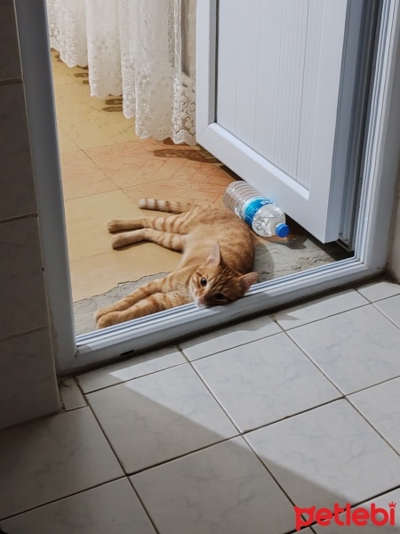 Sarman, Kedi  Ares fotoğrafı