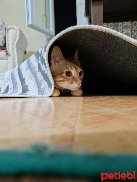 Sarman, Kedi  Ares fotoğrafı