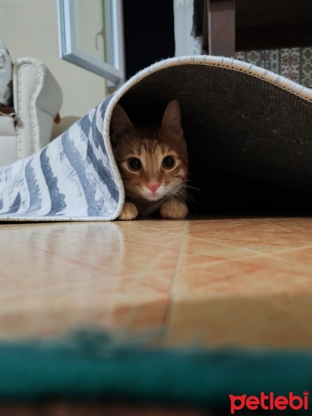 Sarman, Kedi  Ares fotoğrafı