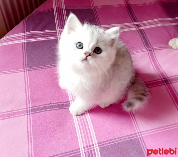 British Shorthair, Kedi  Bihter fotoğrafı