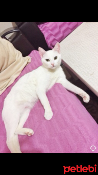 Van Kedisi, Kedi  Pamuk fotoğrafı