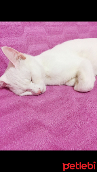 Van Kedisi, Kedi  Pamuk fotoğrafı
