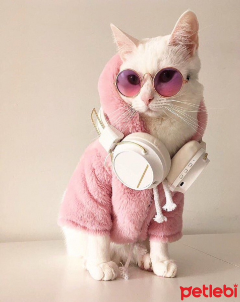 Van Kedisi, Kedi  Pamuk fotoğrafı