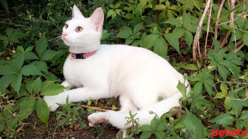 Van Kedisi, Kedi  Pamuk fotoğrafı