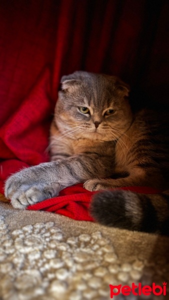 Scottish Fold, Kedi  Luçik fotoğrafı