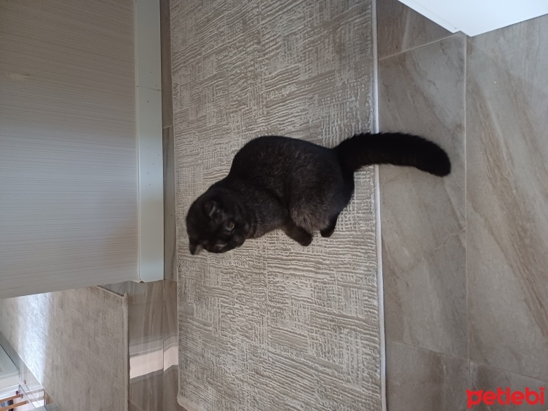 Scottish Fold, Kedi  Tombik fotoğrafı
