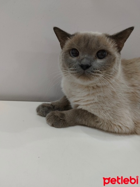 British Shorthair, Kedi  Moka fotoğrafı