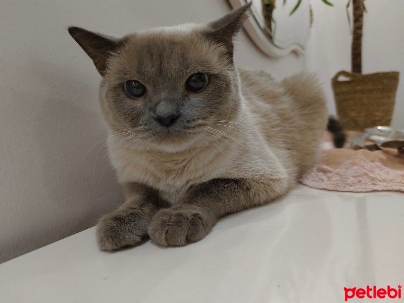 British Shorthair, Kedi  Moka fotoğrafı