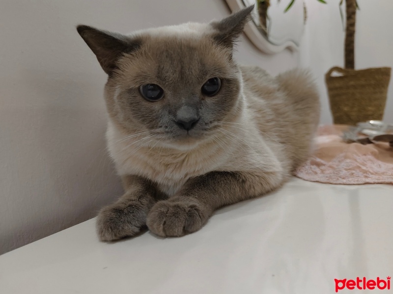 British Shorthair, Kedi  Moka fotoğrafı