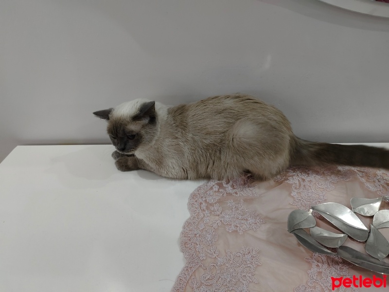 British Shorthair, Kedi  Moka fotoğrafı
