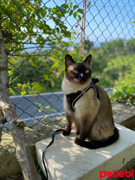 Siyam Kedisi, Kedi  Arya fotoğrafı
