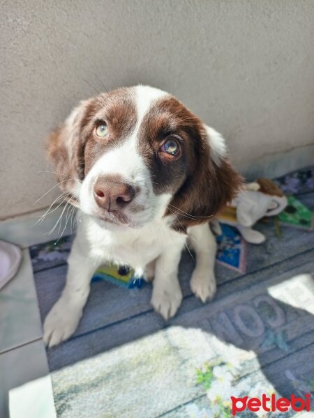 İngiliz Springer Spaniel, Köpek  ALEX fotoğrafı