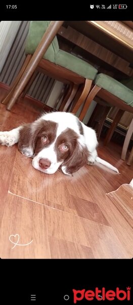 İngiliz Springer Spaniel, Köpek  ALEX fotoğrafı