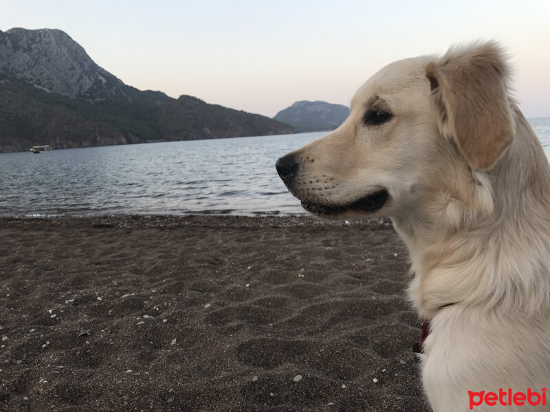 Golden Retriever, Köpek  Latte fotoğrafı