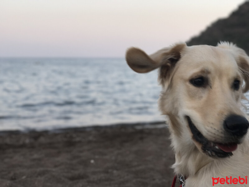 Golden Retriever, Köpek  Latte fotoğrafı