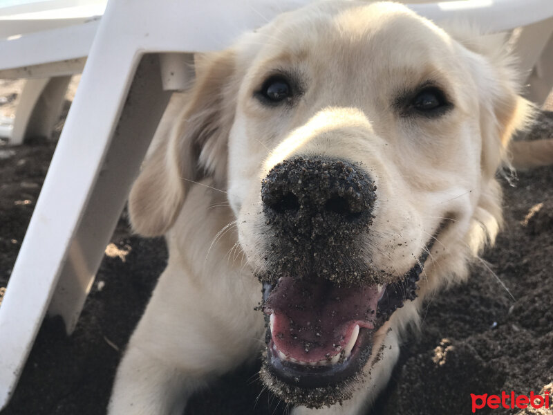 Golden Retriever, Köpek  Latte fotoğrafı