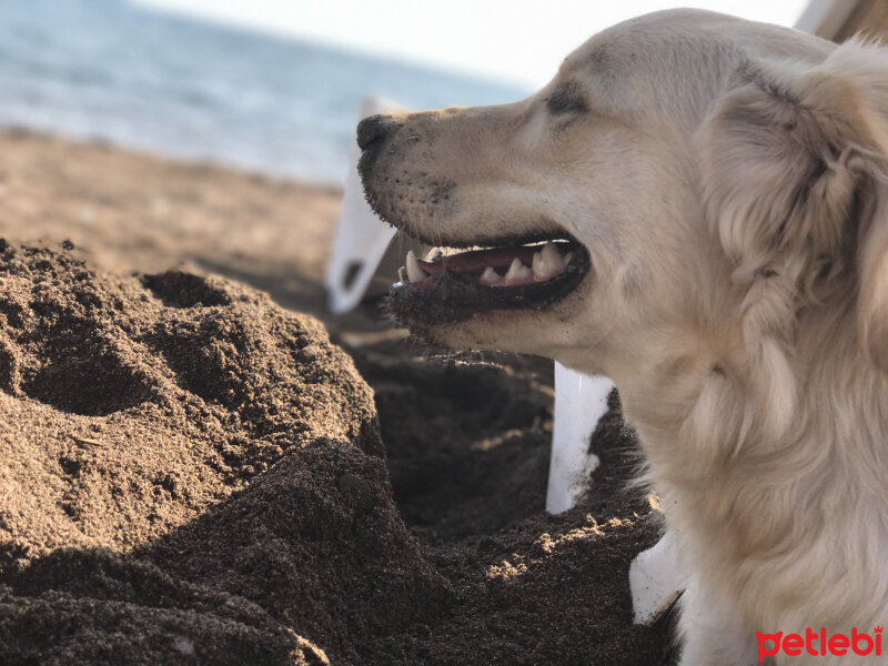 Golden Retriever, Köpek  Latte fotoğrafı