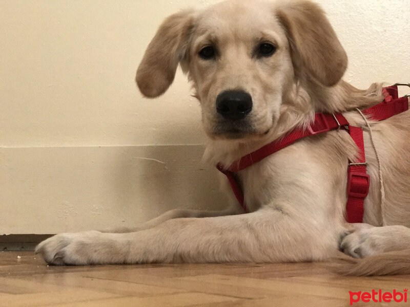 Golden Retriever, Köpek  Latte fotoğrafı