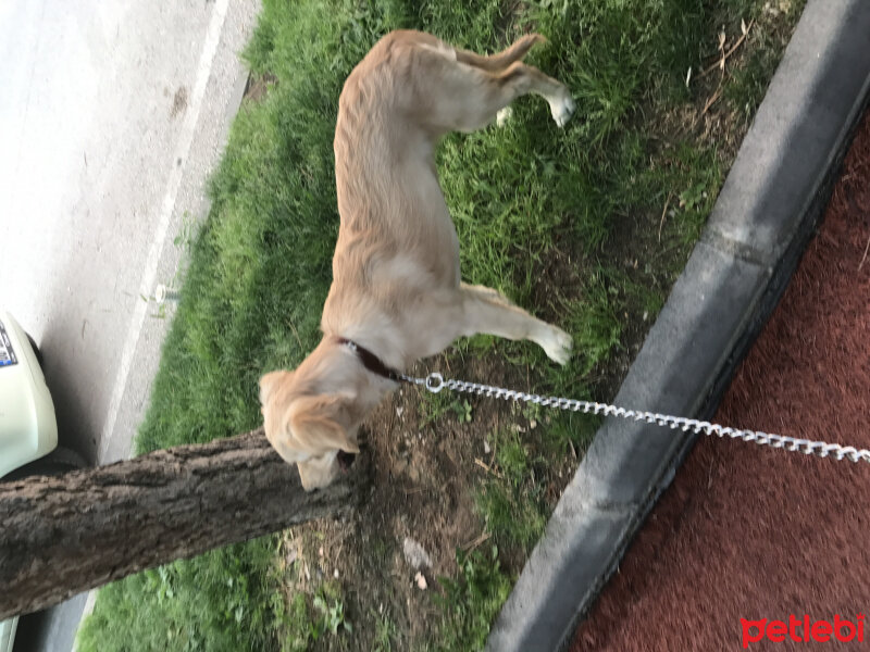 Golden Retriever, Köpek  Latte fotoğrafı