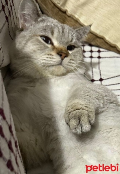 British Shorthair, Kedi  Pamuk fotoğrafı